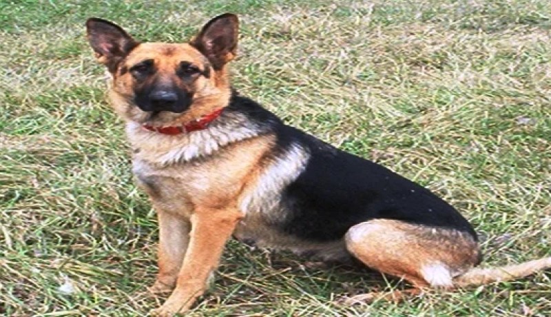 ‮''‬كلب‮'' ‬يسرق أحذية المصلين من مسجد بباتنة