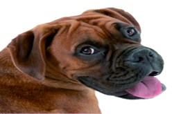 كلب‮ ‬يفترس ويقتل طفلا مكفوفا ببلدية أم العظايم في‮ ‬سوق أهراس