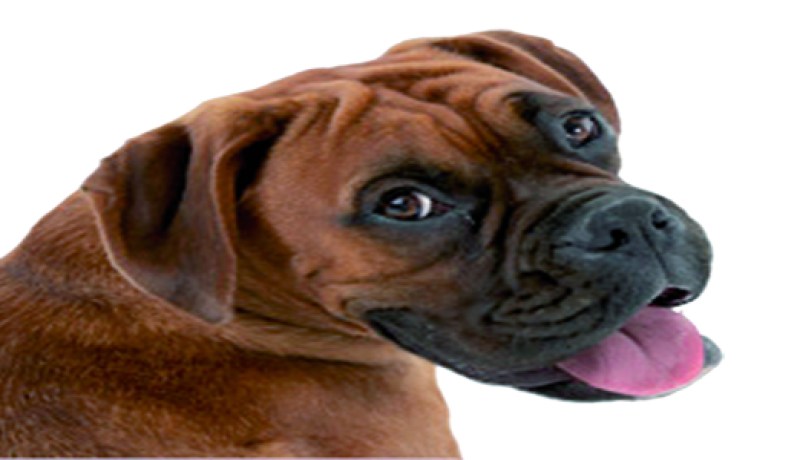 كلب‮ ‬يفترس ويقتل طفلا مكفوفا ببلدية أم العظايم في‮ ‬سوق أهراس