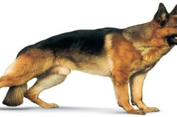 لص‮ ‬يحرض كلبه ليسرق هواتف المارة في‮ ‬العاصمة‮ ‬