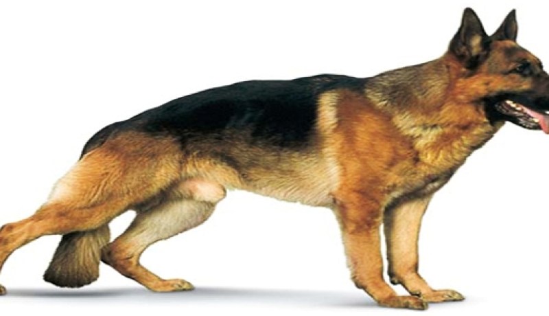 لص‮ ‬يحرض كلبه ليسرق هواتف المارة في‮ ‬العاصمة‮ ‬