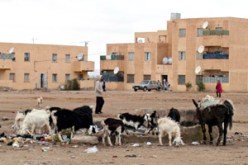 الماعز يهيم في شوارع غرداية : مظاهر تسيئ إلى جماليات المدينة والمواطنون يشتكون