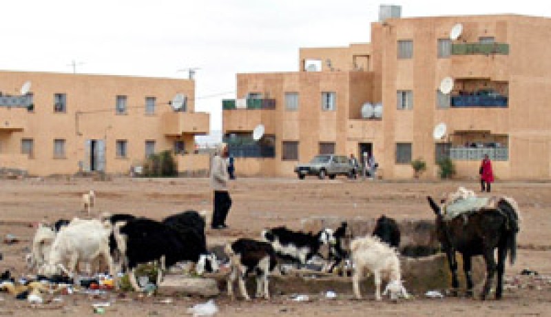 الماعز يهيم في شوارع غرداية : مظاهر تسيئ إلى جماليات المدينة والمواطنون يشتكون