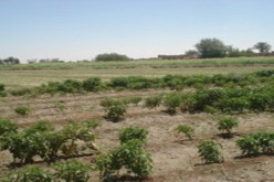 غرس ألفي هكتار من الشجيرات الرعوية في الجلفة