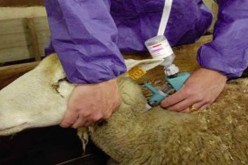 المدية تستفيد من 200 ألف جرعة لقاح ضد وباء طاعون المجترات الصغيرة