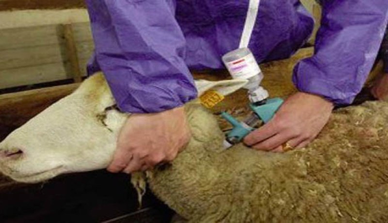 المدية تستفيد من 200 ألف جرعة لقاح ضد وباء طاعون المجترات الصغيرة