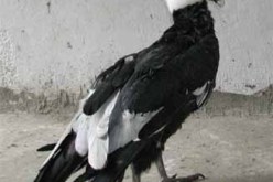 وفـاة أكبـر عـقـــاب في العالم في حـديقة التجارب الحامّة