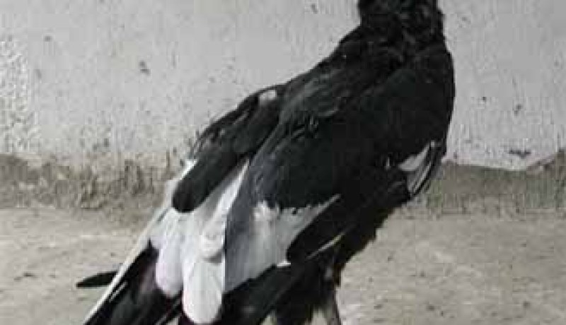 وفـاة أكبـر عـقـــاب في العالم في حـديقة التجارب الحامّة