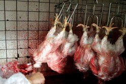 بالفيديو..اكتشاف مسلخ سري وحجز 25 قنطار من الدجاج الفاسد بوهران