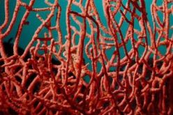 مصالح الدرك تفكك شبكة لنهب المرجان في شواطئ القالة وتوقف 4أشخاص