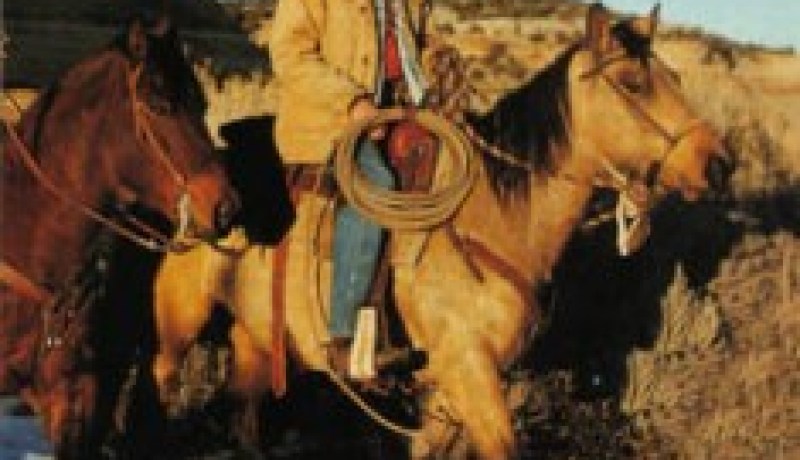 الشرطة البريطانية تطارد رعاة البقر