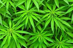 فتى “مثالي” يبلّغ عن أمه لزراعتها المخدرات