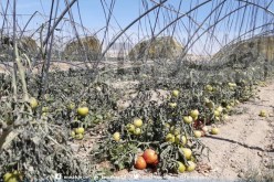 الرياح القوية تخلف خسائر كبيرة في المنتجات الفلاحية ببسكرة