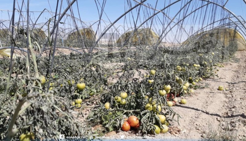 الرياح القوية تخلف خسائر كبيرة في المنتجات الفلاحية ببسكرة