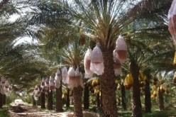 ورقلة: إتلاف أكثر من 3 آلاف نخلة منذ مطلع السنة الجارية