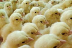 هلاك 1800 كتكوت في حريق بمدجنة بلاستيكية بعين تموشنت