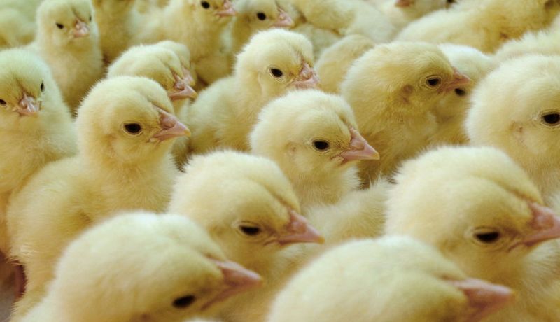 هلاك 1800 كتكوت في حريق بمدجنة بلاستيكية بعين تموشنت