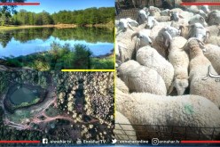 بجاية: غلق أسواق الماشية والبحيرة السوداء بأكفادو للحد من تفشي جائحة كورونا