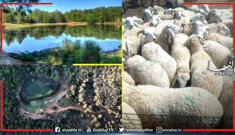 بجاية: غلق أسواق الماشية والبحيرة السوداء بأكفادو للحد من تفشي جائحة كورونا