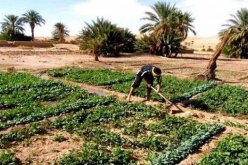الانطلاق الفعلي لديوان تطوير الزراعة الصناعية بالأراضي الصحراوية في المنيعة