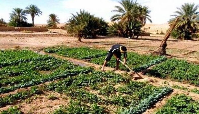 الانطلاق الفعلي لديوان تطوير الزراعة الصناعية بالأراضي الصحراوية في المنيعة