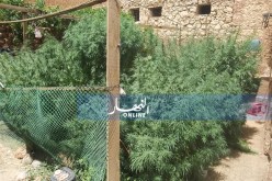 اكتشاف مزرعة للقنب الهندي وحجز أزيد من 12 كلغ من المخدرات بالوادي