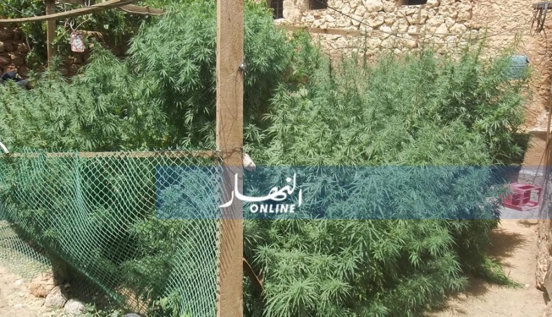 اكتشاف مزرعة للقنب الهندي وحجز أزيد من 12 كلغ من المخدرات بالوادي
