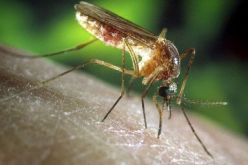 وزارة الصحة تراسل وتحذر من فيروس “غرب النيل”