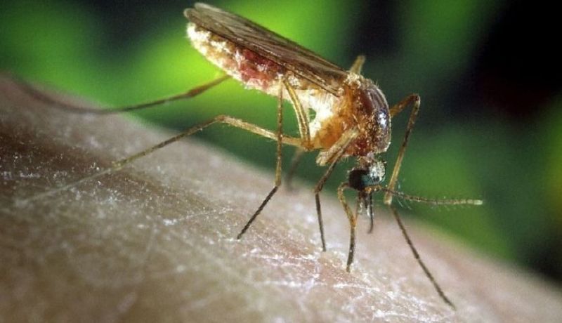 وزارة الصحة تراسل وتحذر من فيروس “غرب النيل”