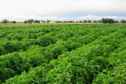 إمتيازات جديدة لمصدري المنتجات الزراعية‎