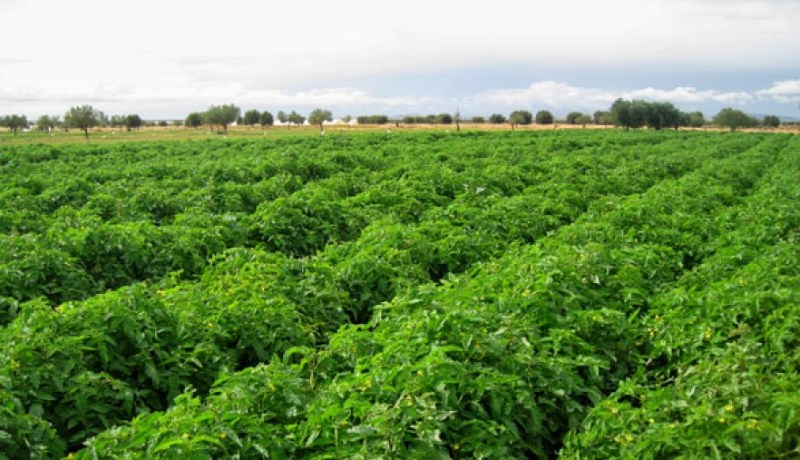 إمتيازات جديدة لمصدري المنتجات الزراعية‎