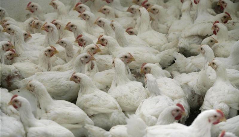 حريق يتسبب في نفوق 2000 دجاجة في غليزان