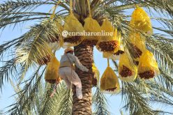 سوسة النخيل تتسبب بفساد 65 % من الإنتاج الوطني للتمور