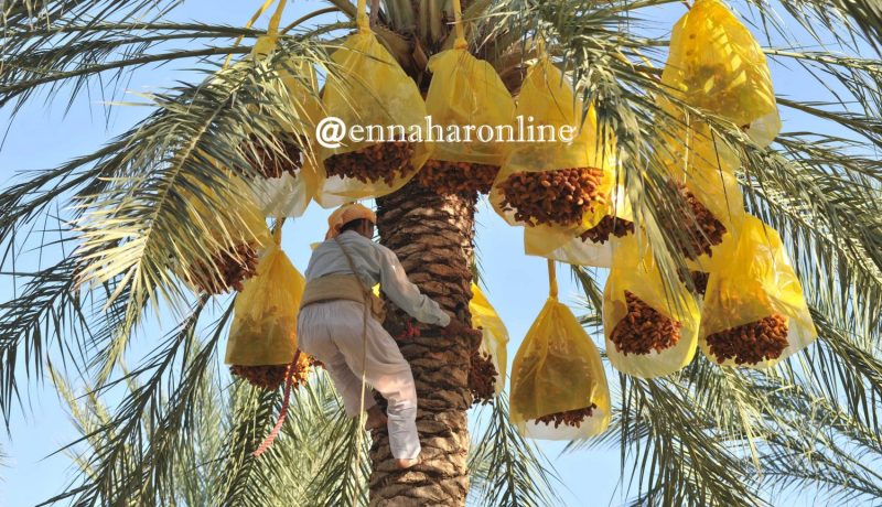 سوسة النخيل تتسبب بفساد 65 % من الإنتاج الوطني للتمور