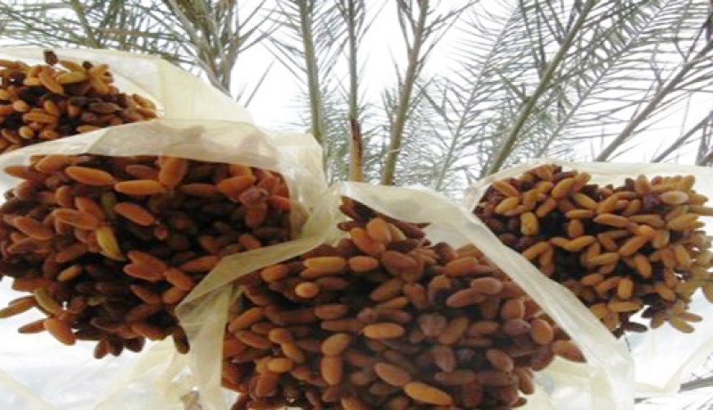 جني أكثر من 200 ألف قنطار من مختلف أصناف التمور ببشار