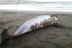 العثور على جثة متعفنة لدلفين من الحجم الكبير بشاطئ دلس ببومرداس