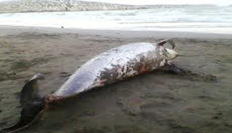 العثور على جثة متعفنة لدلفين من الحجم الكبير بشاطئ دلس ببومرداس