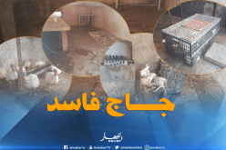 بالصور.. مداهمة 4 مذابح سرية وحجز أكثر من 5 قناطير لحوم بيضاء فاسدة بوهران