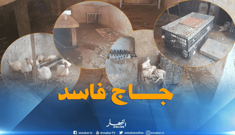 بالصور.. مداهمة 4 مذابح سرية وحجز أكثر من 5 قناطير لحوم بيضاء فاسدة بوهران