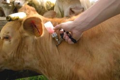 حالة استنفار لجلب اللقاح من بريطانيا لإنقاذ الثروة الحيوانية من الحمى القلاعية