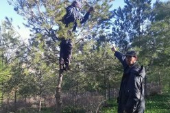 الشلف: إنطلاق الأشغال بمشروع نزع ٱعشاش دودة الصنوبر على مساحة 20 هكتار بحرشون