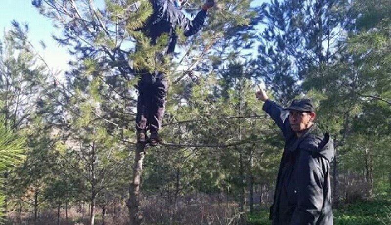 الشلف: إنطلاق الأشغال بمشروع نزع ٱعشاش دودة الصنوبر على مساحة 20 هكتار بحرشون