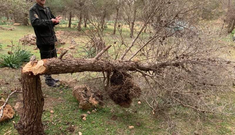 تيارت: تحديد هوية شخص قام بقطع 33 شجرة بطريقة غير قانونية