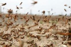 قدوم أسراب الجراد إلى الجزائر إشاعة