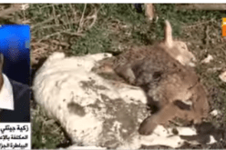 المكلفة بالإعلام لنقابة البياطرة: “عليكم توفير لنا الإمكانيات والتلقيح لتفادي خسائر أكبر”