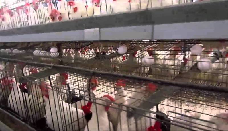 نفوق 150 ألف دجاجة بسبب وباء غريب في تلمسان