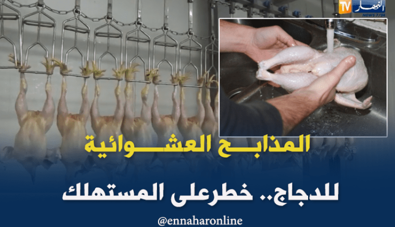 المذابح العشوائية للدجاج.. تغزو ڨالمة