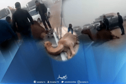 الضباب يتسبب في اصطدام جمل بمركبة في ورقلة