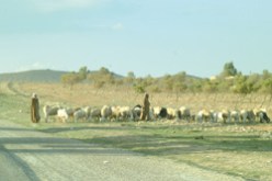 إصابة 08 رعاة بجراح خطيرة في نزاع على أرض بالجلفة