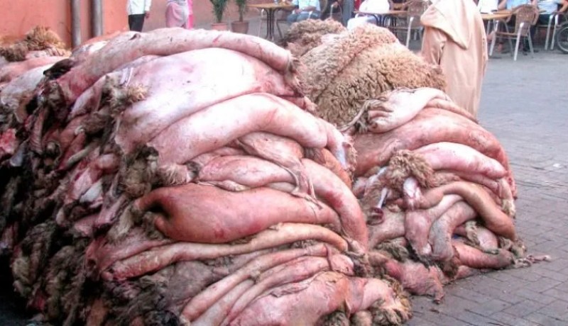 تقلص عملية جمع جلود الأضاحي لهذه السنة مقارنة بالعام الفارط